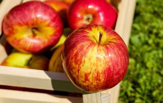 Fresh Market Fresh Apples Suppliers Moldova