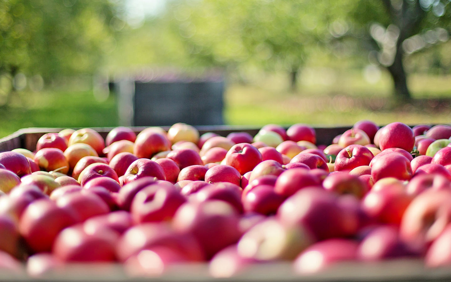 Fresh Market Fresh Apples Suppliers