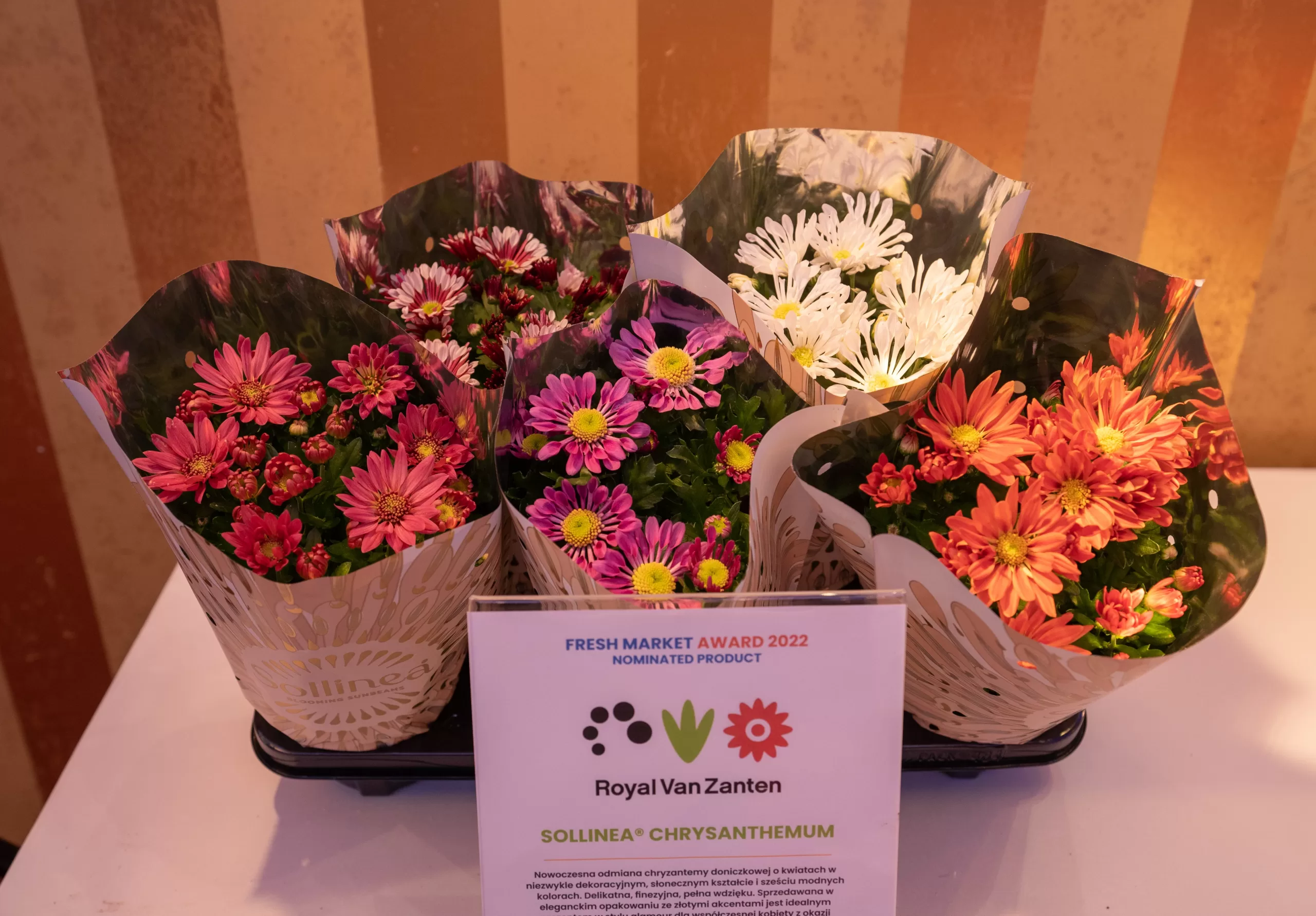 Chrysanthemum Sollinea® one of the nominated products