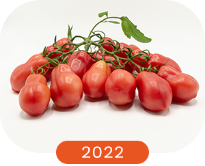 garść czerwonych pomidorów typu albenga 
